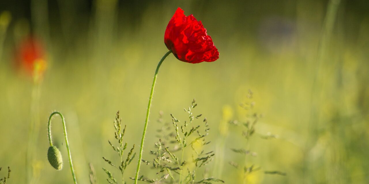 Worship Resources for Remembrance Sunday
