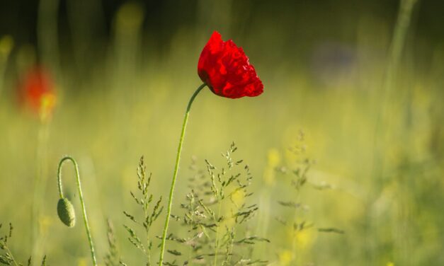 Worship Resources for Remembrance Sunday