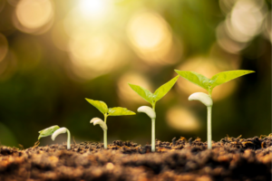 A series of seedlings glowing in the sun.