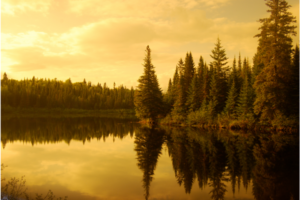 Conifers silhouetted around a calm little lake, with a golden, cloudy sky.