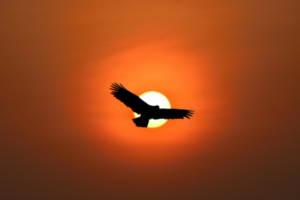 an eagle silhouetted against an orange sun.